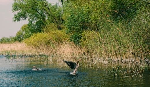 Havelland, Brandenburg - Wasservögel am Havelufer