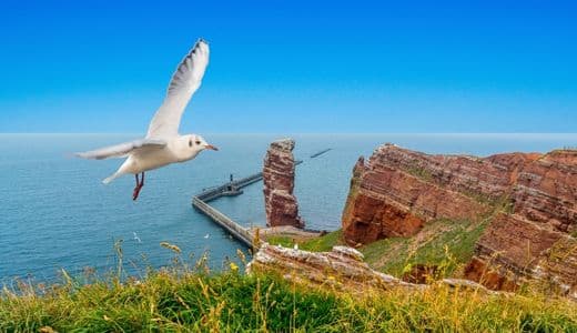 Helgoland, Lange Anna - eine Möwe fliegt über die Küste