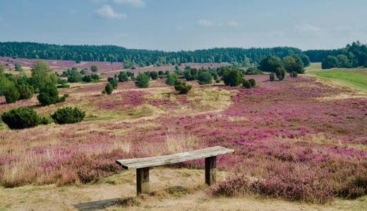 Lüneburg Heath, Lower Saxony - View of the blooming heath landscape, a wooden bench in the foreground