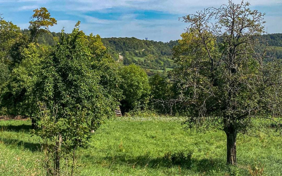Herrenberg - Orchard meadows with Schönbuch view, Schönbuchturm on the horizon - angiestravelroutes.com