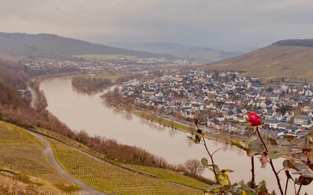 View of the Moselle valley from Landshut Castle - a blooming red rose at the bottom right of the picture - angiestravelroutes.com