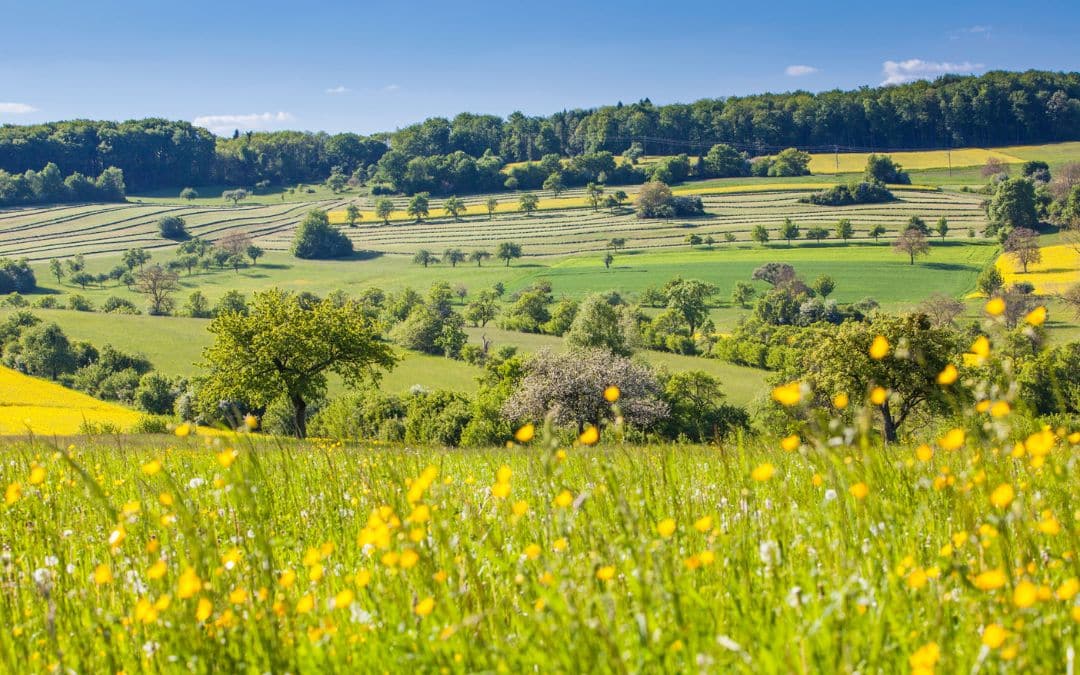A blooming orchard meadow in the Bliesgau Biosphere Reserve in Saarland