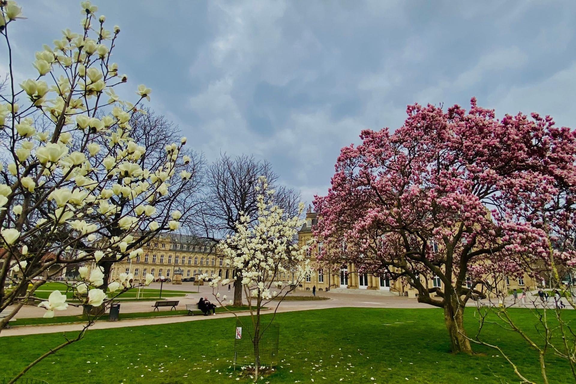 Schlossplatz Stuttgart - blooming magnolia trees in front of the New Palace - angiestravelroutes.com