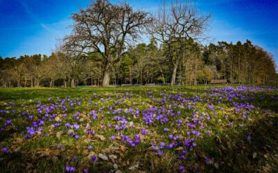 Krokusblüte in Zavelstein (Bad Teinach-Zavelstein): Frühlingszauber im Nordschwarzwald