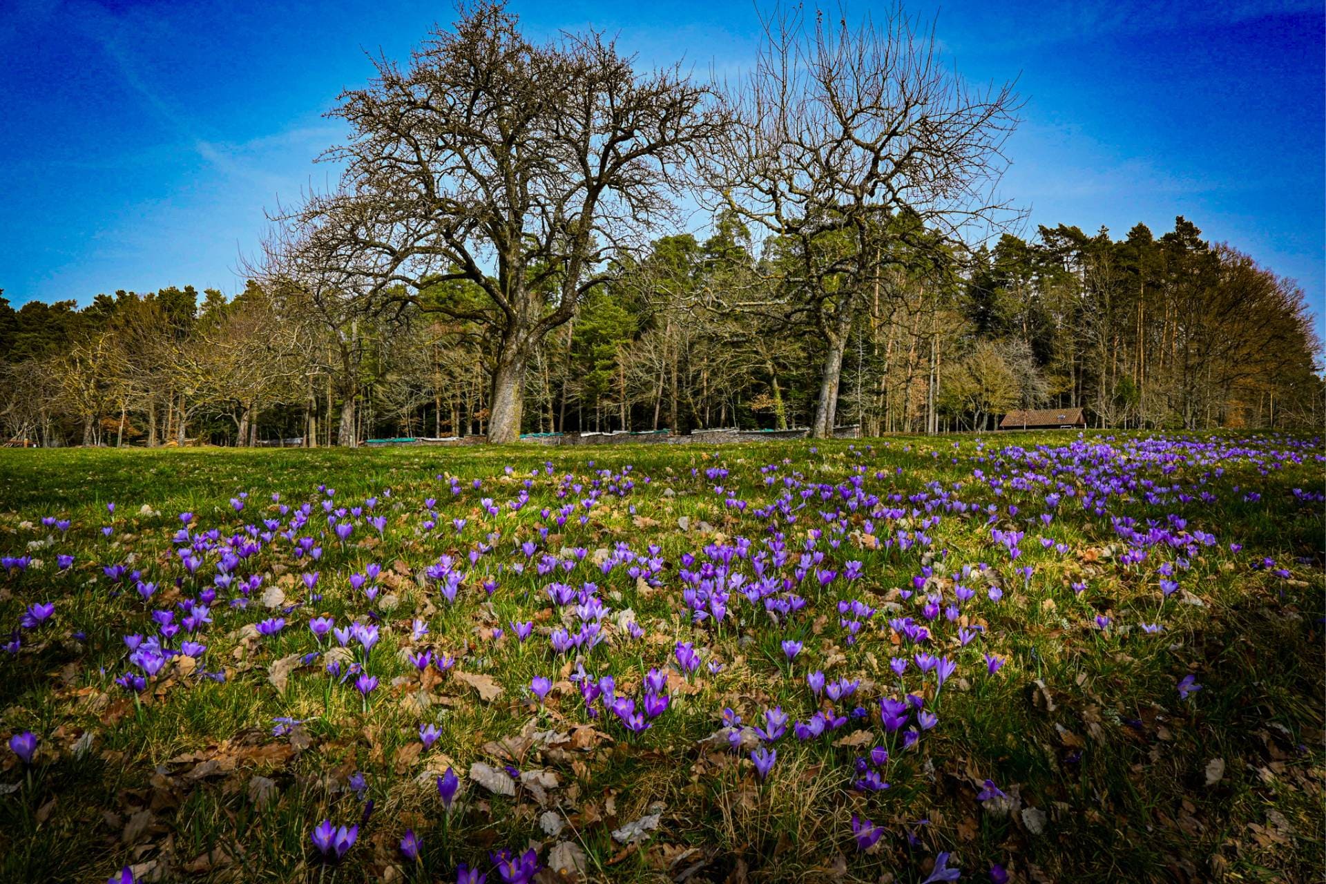bb-zavelstein-krokusbluete Krokusblüte in Bad Teinach-Zavelstein im Nordschwarzwald