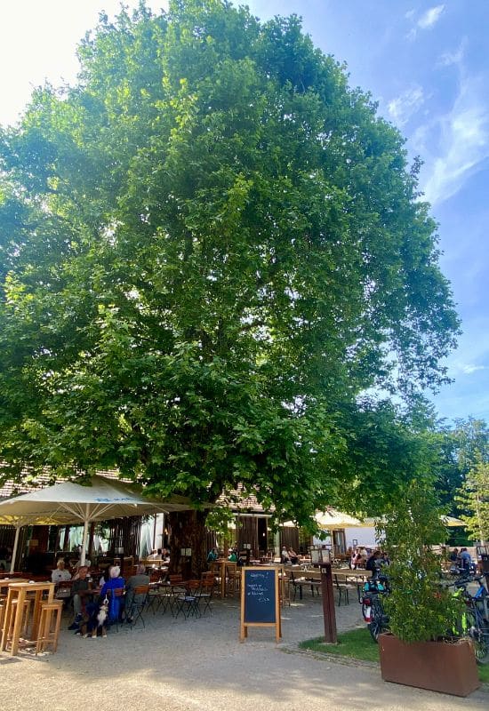 Guests in the shaded beer garden at the Neuhaus Forest House, under a large linden tree