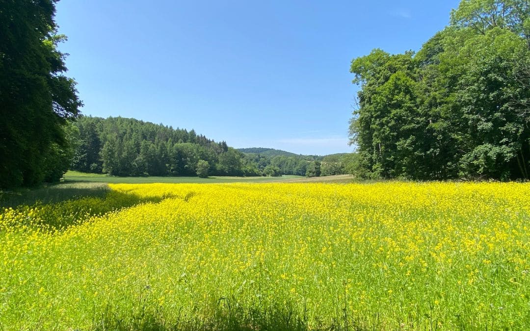 Premiumwanderweg "Hochgehträumt": gelb blühende Wiee und sanfte, bewaldete Hügel - angiestravelroutes.com