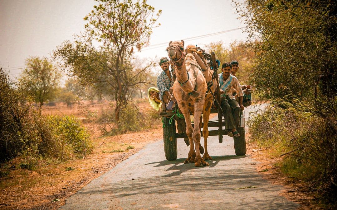 Uttar Pradesh, India - Transport cart pulled by a camel, three men and a woman smiling at us - angiestravelroutes.com