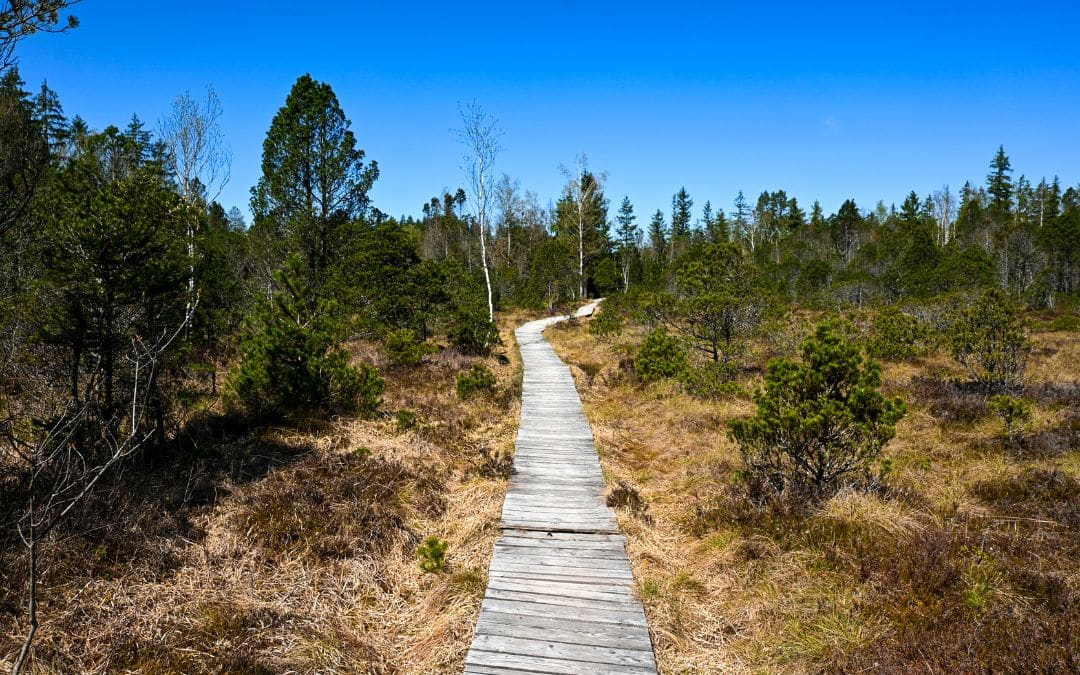 Boardwalk in the Murnauer Moos