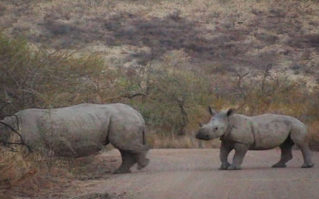 Pilanesberg National Park, South Africa 2003 - a young rhino follows its mother crossing the dirt road - angiestravelroutes.com