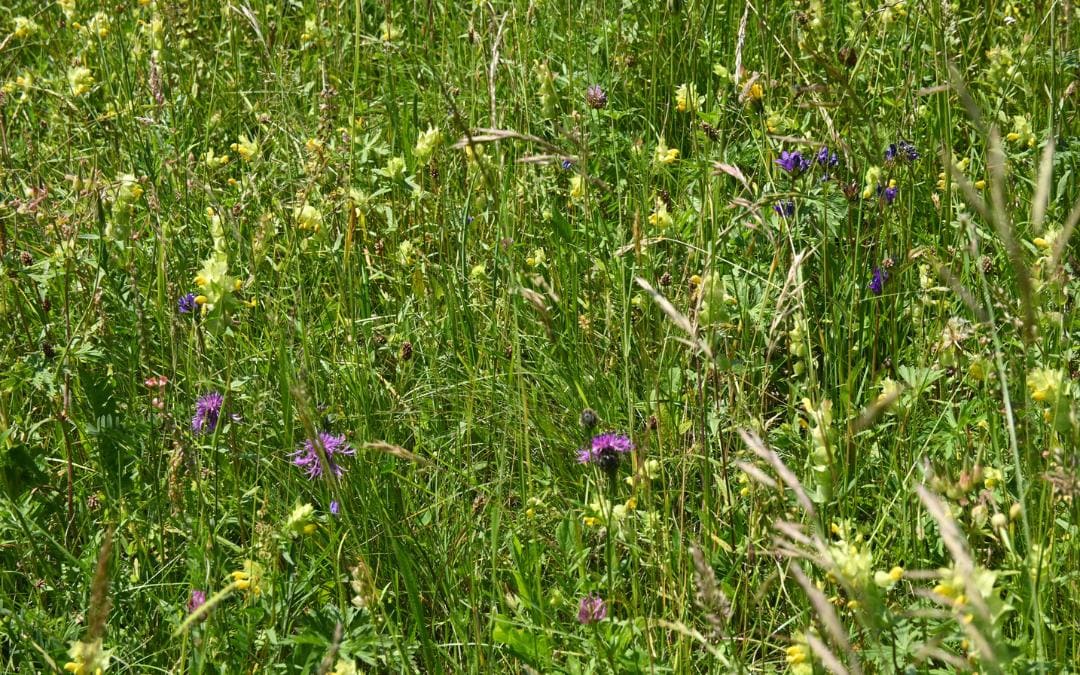 Blühende Wiese auf der Schwäbischen Alb - angiestravelroutes.com