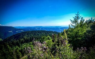Road trip Black Forest & Lake Constance - 2-week route for connoisseurs