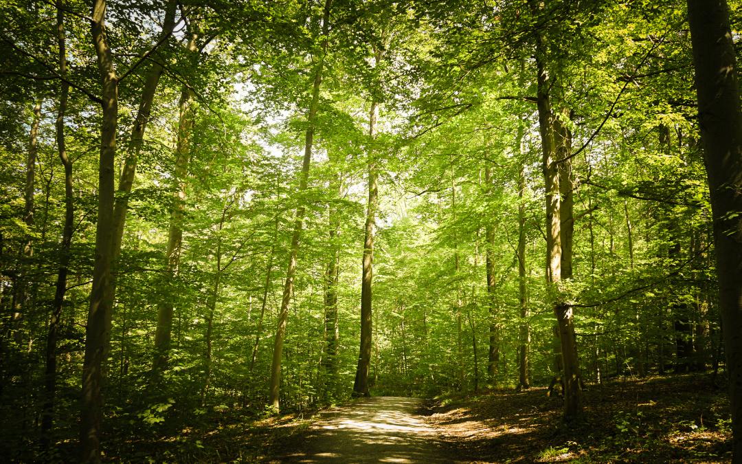 Stuttgart Bopserwald - a forest path surrounded by trees, between which the sun shines through - angiestravelroutes.com