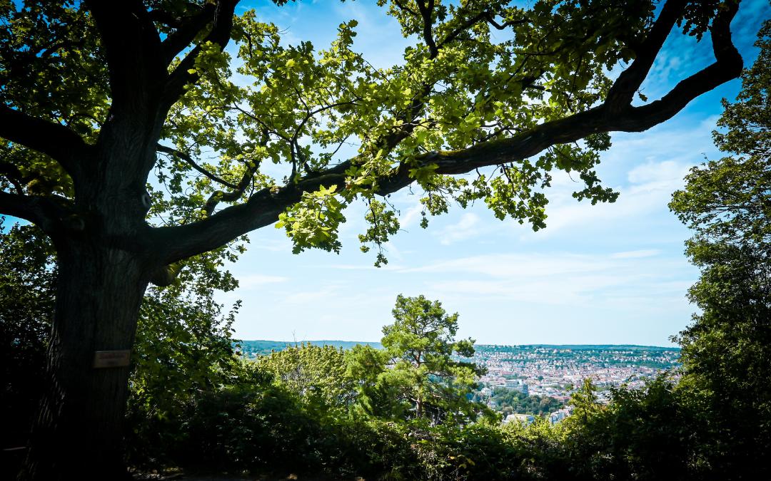 Schillereiche auf der Schillerhöhe, Stuttgart - die Zweige der mächtigen Eiche bilden den Rahmen für die Aussicht auf Stuttgart - angiestravelroutes.com