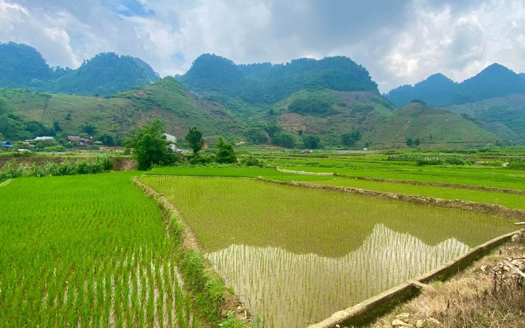 Grüne Reisfelder bei Van Ho im Tal von Mai Chau, Vietnam, im Hintergrund die bewaldeten Berge - angiestravelroutes.com