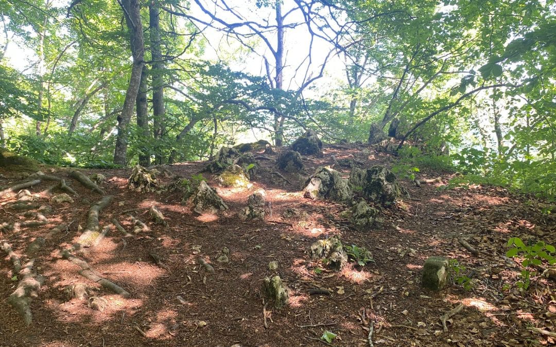 Wanderweg im Wald mit vielen "Stolpersteinen" - angiestravelroutes.com