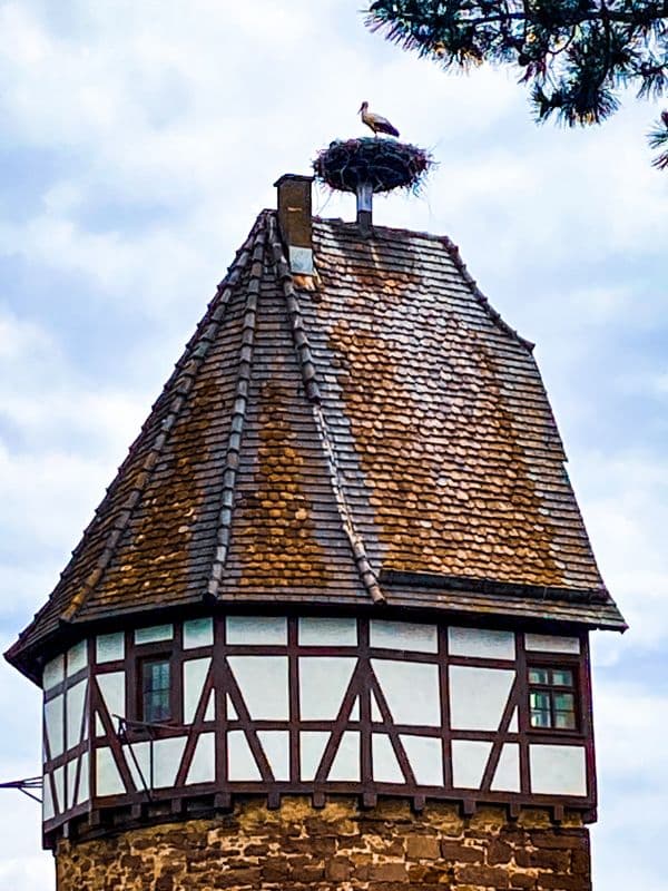 Weil der Stadt - oberer Teil des Storchenturms mit Fachwerk, Dach und Storchennest, auf dem ein Storch steht - angiestravelroutes.com