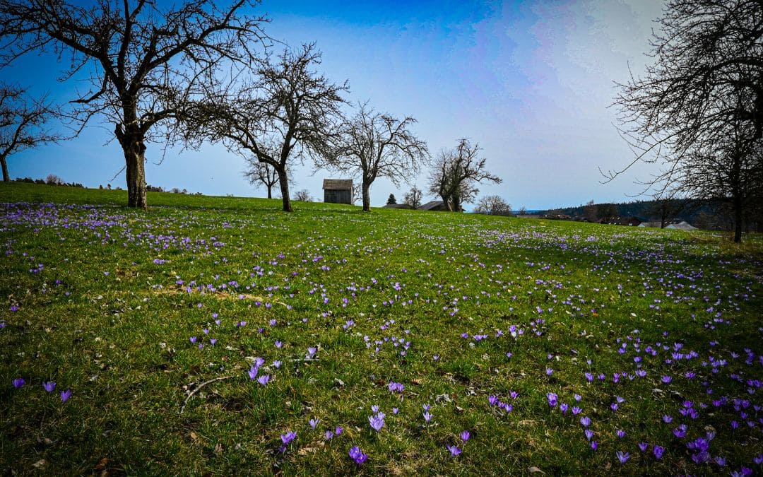 Krokusblüte auf einer Obstbaumwiese bei Zavelstein.