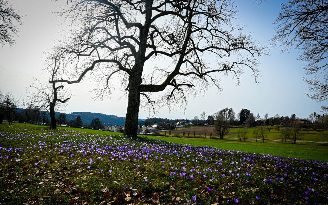 zavelstein-krokusbluete-3 Krokuswiesen bei Zavelstein, im Hintergrund die kleine Stadt und die Schwarzwald-Hügel