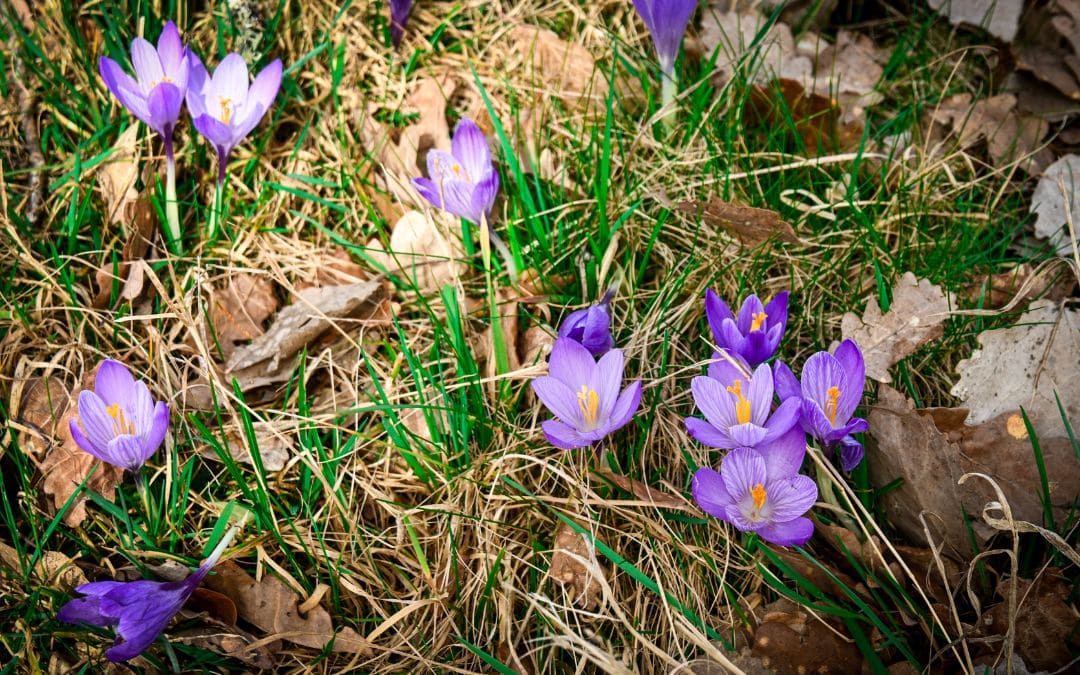 Blühende Krokusse bei Zavelstein - Nahaufnahme