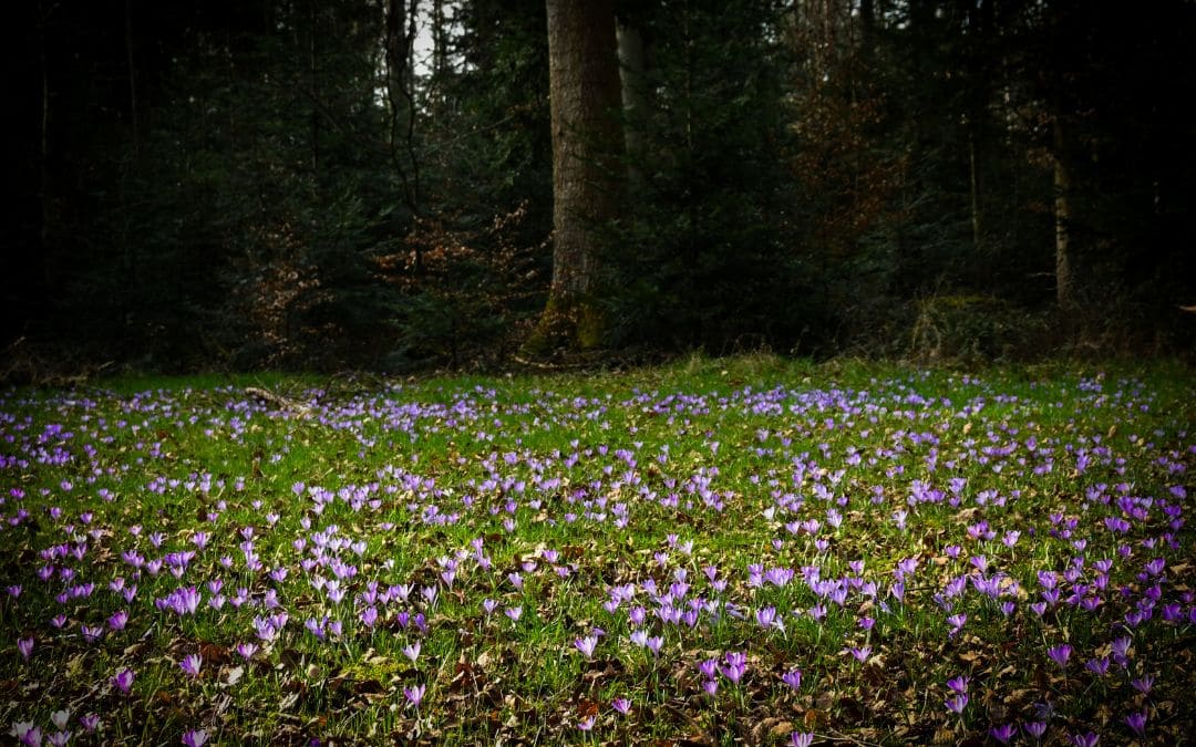 zavelstein-krokusbluete-7 Zavelsteiner Krokusblüte - Krokuswiese im Wald